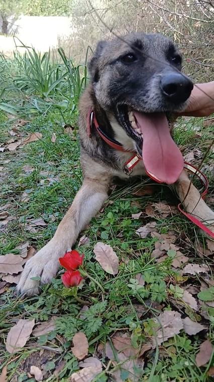Kira, un'energica e dolcissima simil Malinois Foto 8